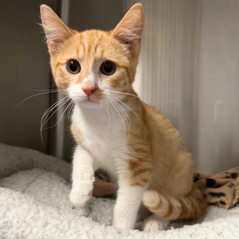 A baby small-sized male Orange / Red Domestic Short Hair cat named Flint Lockwood for adoption in Waynesville, NC