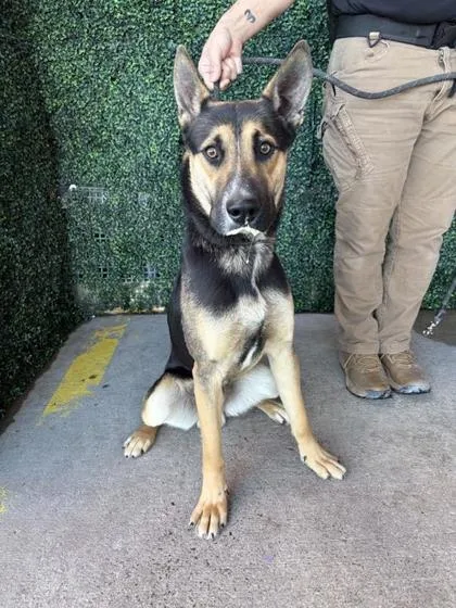 Brigadeiro thumbnail 2