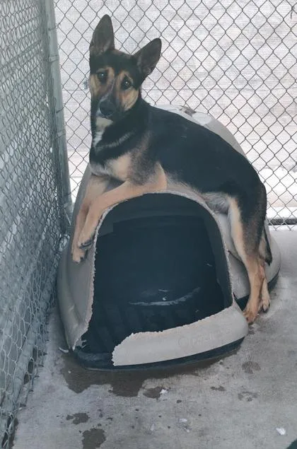 Brigadeiro thumbnail 3