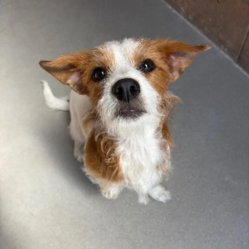 A young small-sized male Brown / Chocolate Terrier dog named Manny for adoption in Santa Barbara, CA