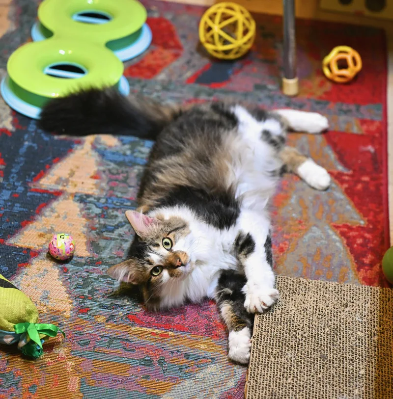 An adult medium-sized female Calico Ragdoll cat named Kimchi for adoption in Falmouth, ME