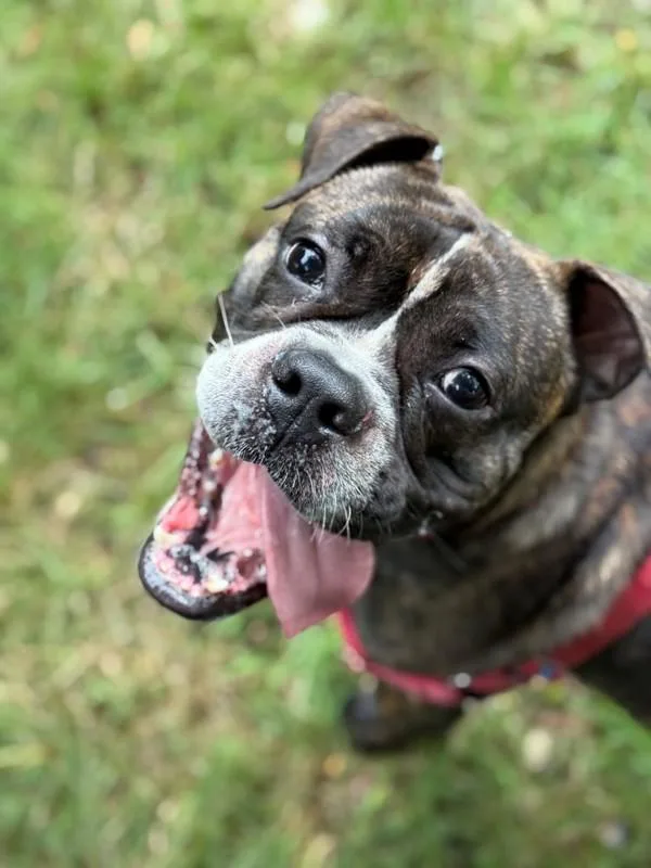 Mr. Toad thumbnail 2