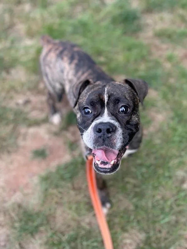 Mr. Toad thumbnail 3