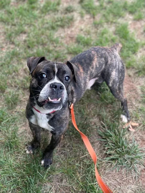 Mr. Toad thumbnail 4