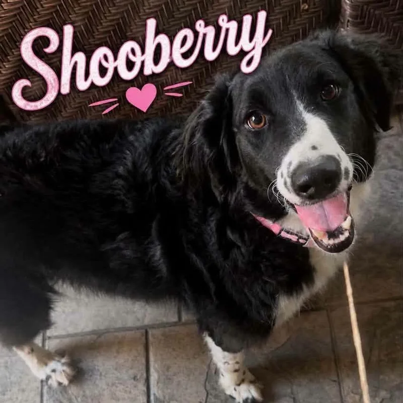 An adult medium-sized female Black Standard Poodle dog named Shooberry for adoption in Fredericksburg, VA