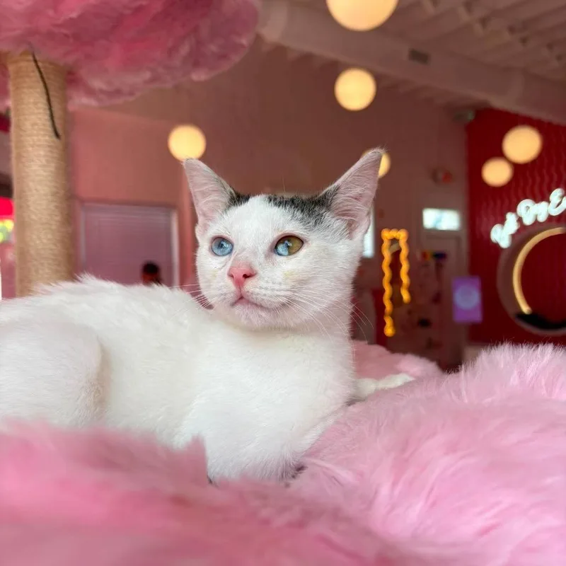 A baby small-sized male White Domestic Short Hair cat named Charlie for adoption in Forest Park, IL