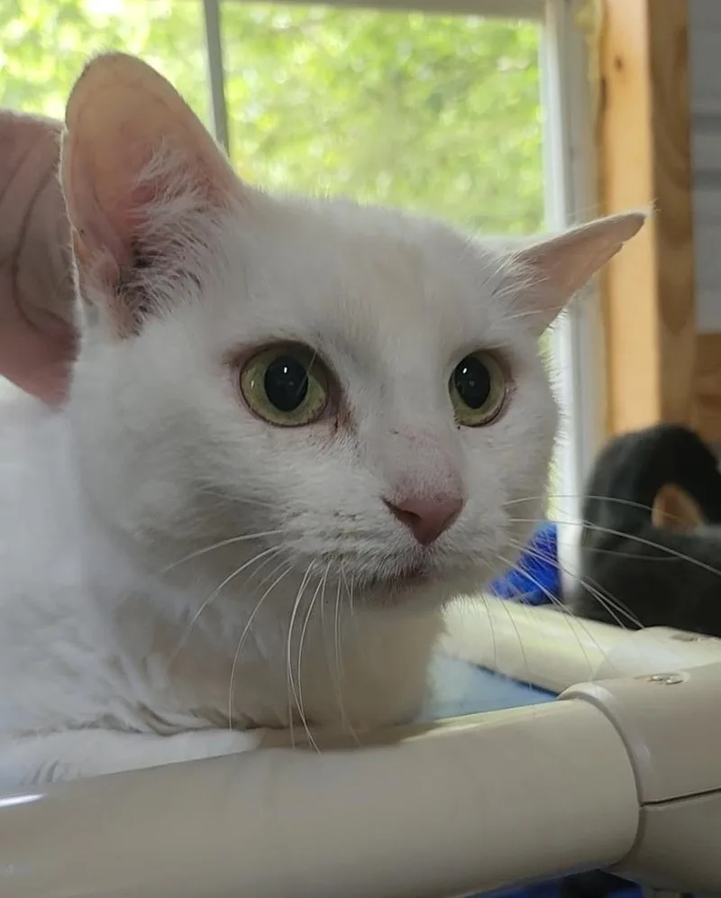 An adult medium-sized female White Domestic Short Hair cat named Sugar for adoption in Ocala, FL