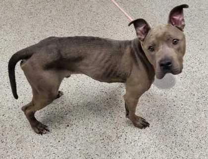 An adult large-sized male Gray / Blue / Silver Pit Bull Terrier dog named DRick Augustus for adoption in Kansas City, MO