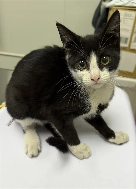 A baby small-sized female Domestic Short Hair cat named Coca Cola for adoption in Ontario, CA