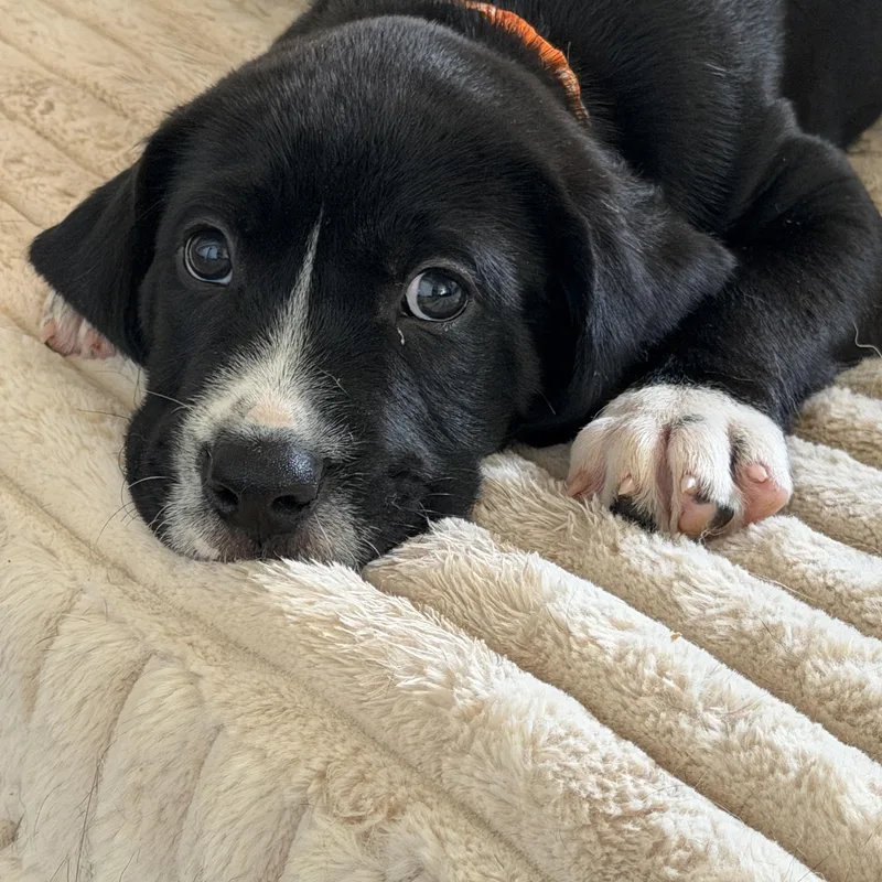 A baby large-sized male Black Labrador Retriever dog named Wrigley for adoption in Gilbert, AZ
