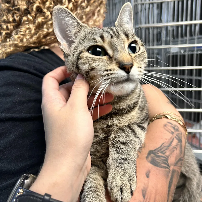 An adult medium-sized female Tabby (Brown / Chocolate) Domestic Short Hair cat named Stevie for adoption in Myerstown, PA