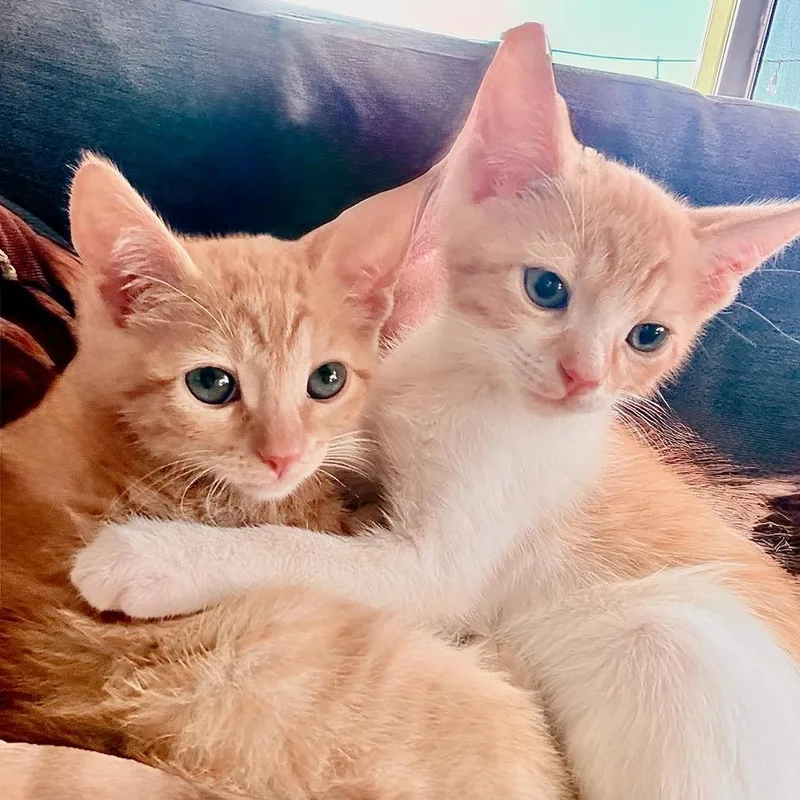 A baby small-sized female Orange / Red Domestic Short Hair cat named Gemini & Cassiopeia for adoption in Oceanside, CA