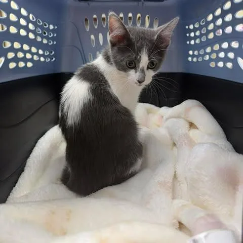 A baby small-sized male White Domestic Short Hair cat named Lucky for adoption in Bastrop, TX