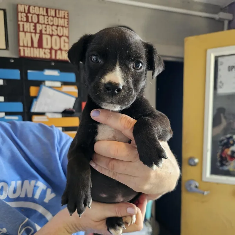 A baby small-sized female Black Mixed Breed dog named Tngcstray_ for adoption in Pulaski, TN