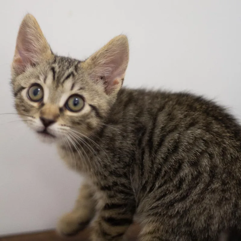 A baby small-sized male Domestic Short Hair cat named Orion for adoption in Cumming, GA