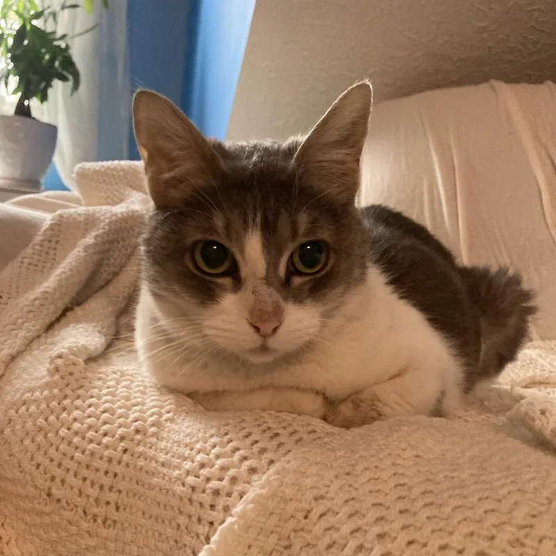 Opal Maye thumbnail 3