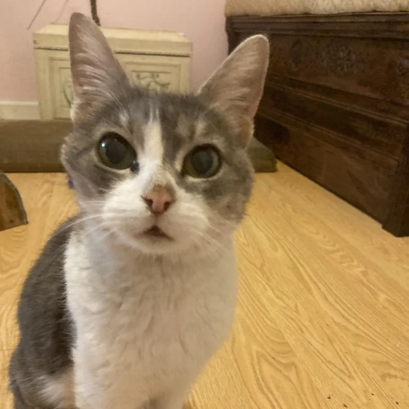 Opal Maye thumbnail 5