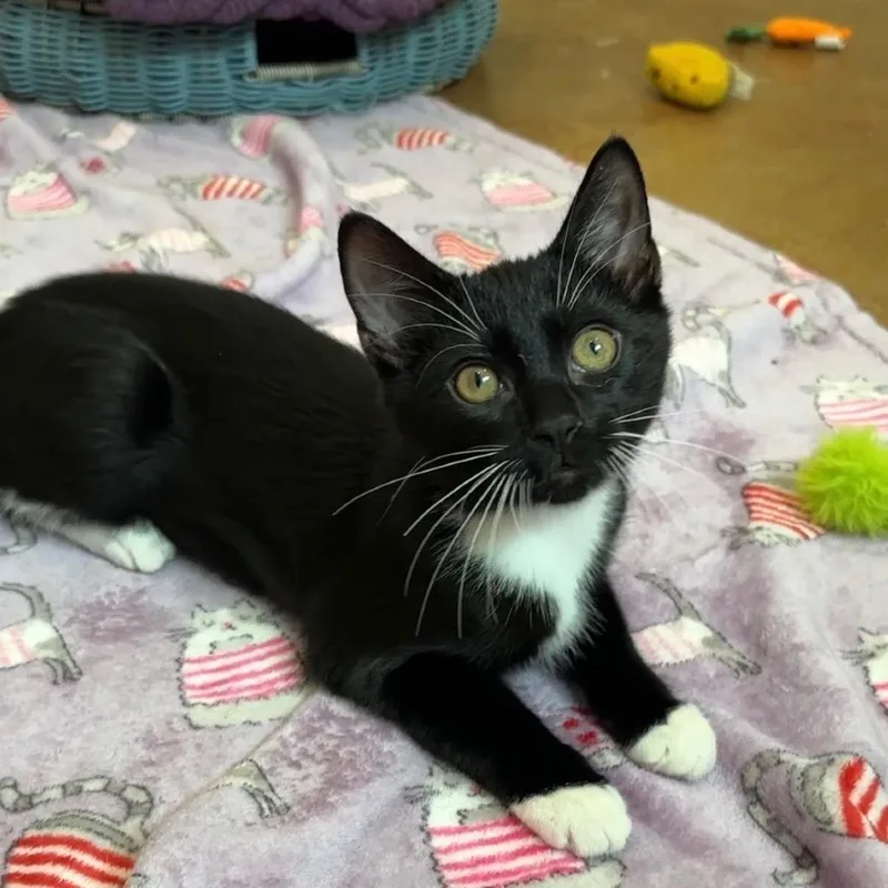 A baby small-sized male Black Domestic Short Hair cat named Moonpie for adoption in Tuscaloosa, AL