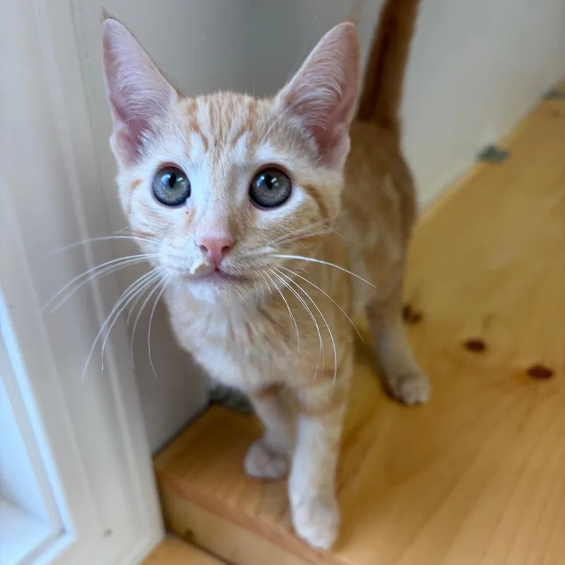 A baby small-sized female Domestic Short Hair cat named Snickerdoodle for adoption in Morrisville, VT