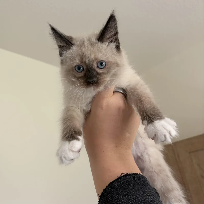 A baby medium-sized female Seal Point Snowshoe cat named Hazy for adoption in Wilton, CA