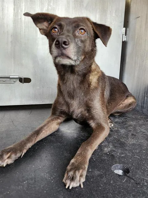 An adult medium-sized male Terrier dog named Elton for adoption in San Antonio, TX