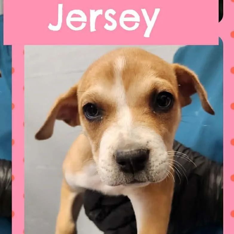 Jersey