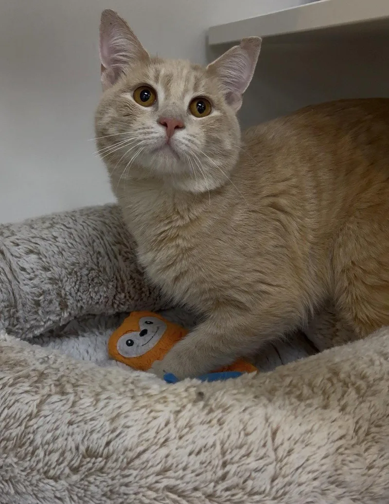 A young medium-sized male Tabby (Orange / Red) Tabby cat named Squeak for adoption in Cuyahoga Falls, OH