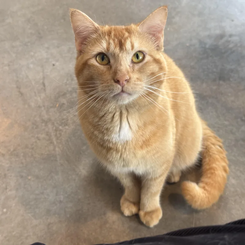 An adult medium-sized male Domestic Short Hair cat named Zeppelin for adoption in Auburn, NE