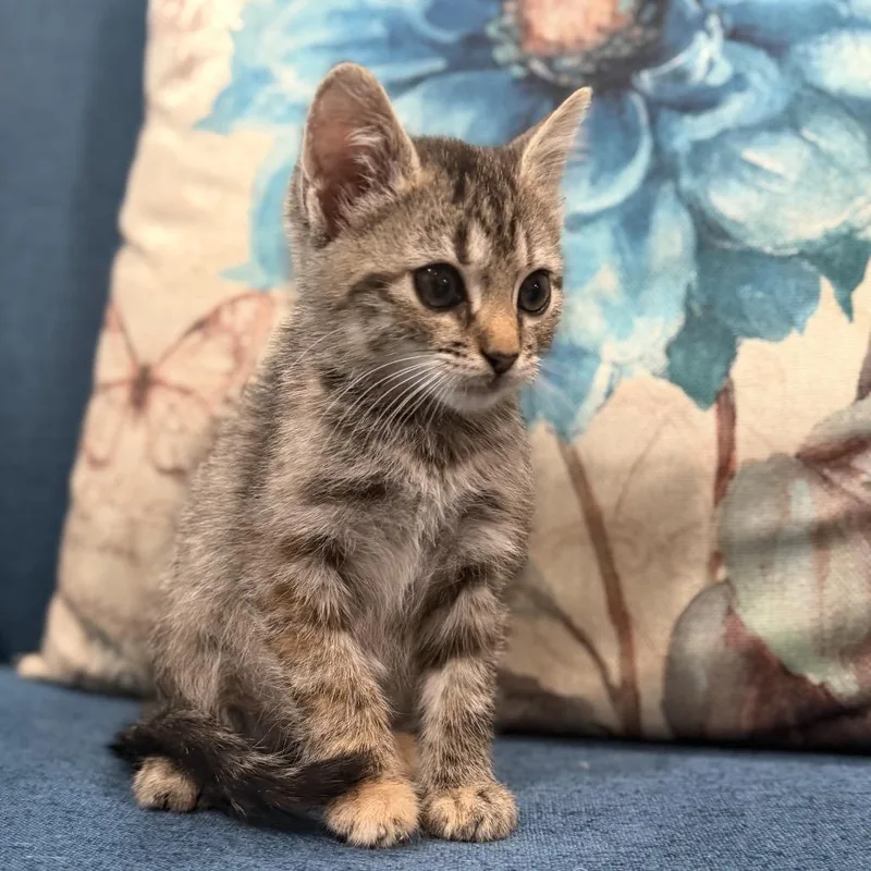 A baby small-sized female Domestic Short Hair cat named Lilly for adoption in Kerrville, TX