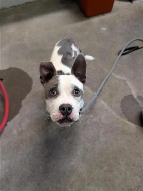 A young small-sized female Pit Bull Terrier dog named Booties for adoption in Sacramento, CA