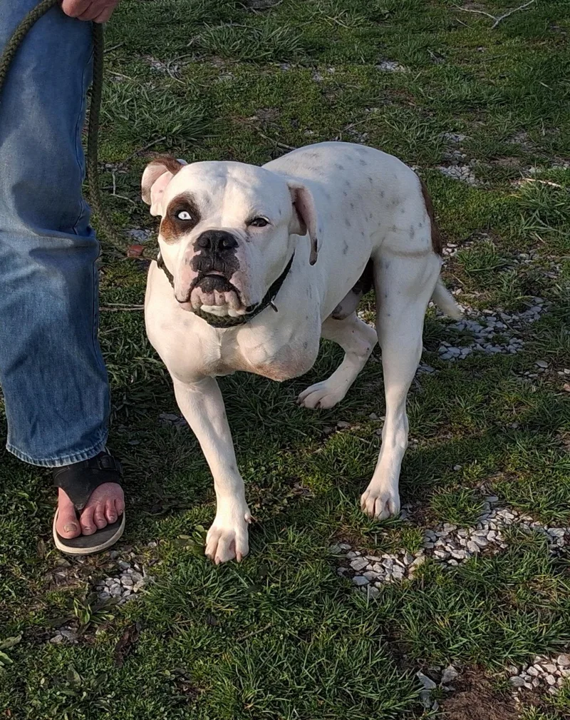 A young large-sized male Boxer dog named Sad Sack for adoption in Mcconnelsville, OH