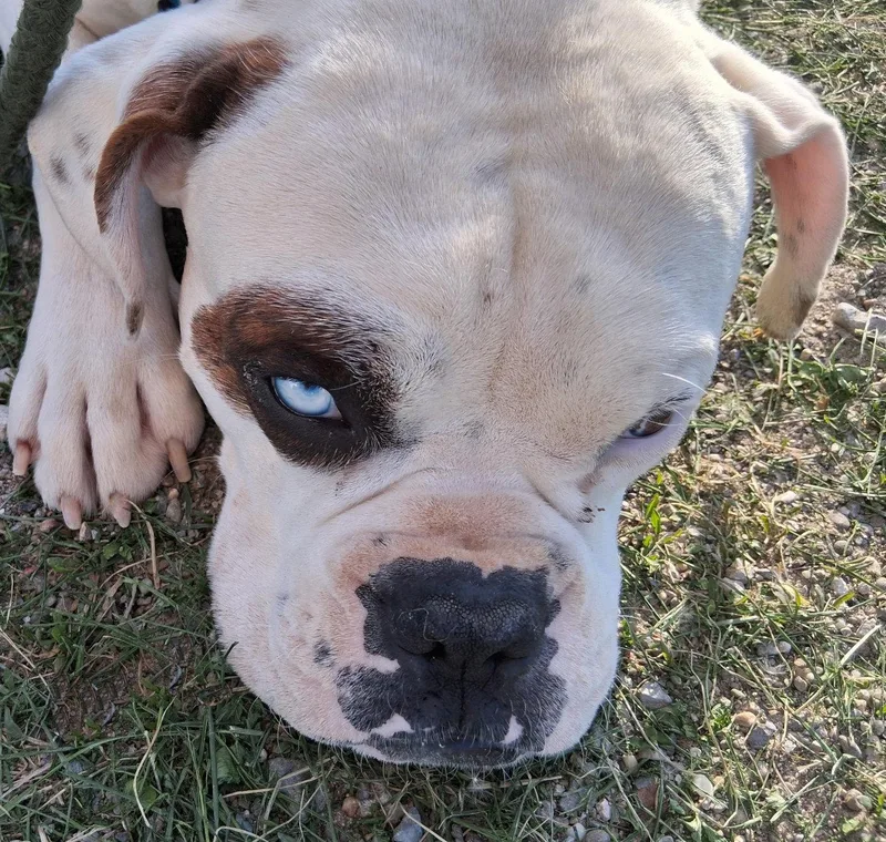 Sad Sack thumbnail 2