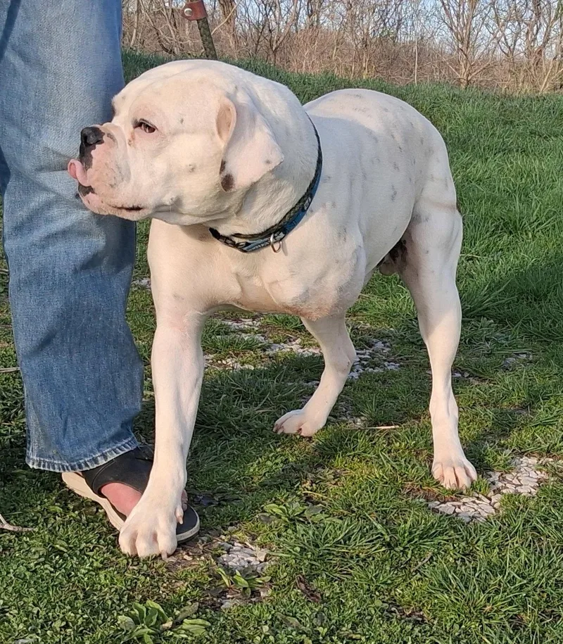 Sad Sack thumbnail 3