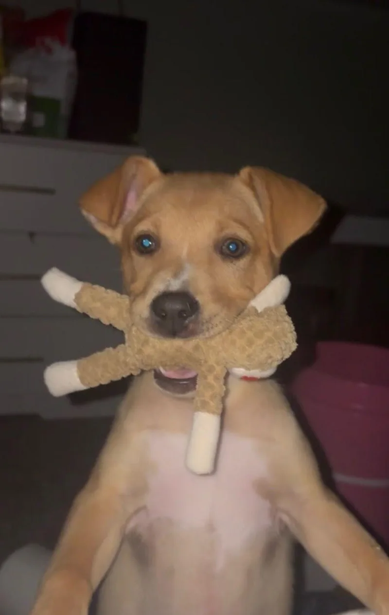 A baby medium-sized male German Shepherd Dog dog named Mr. Gregory for adoption in Houston, TX