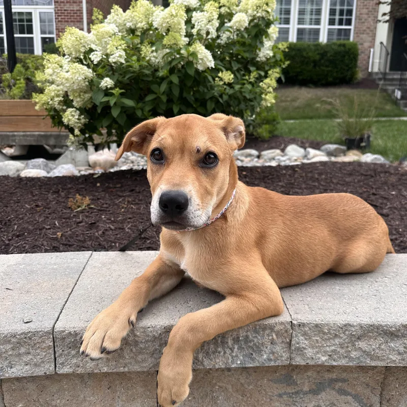 A baby medium-sized female Golden Labrador Retriever dog named Velma reduced fee for adoption in Columbia, MD
