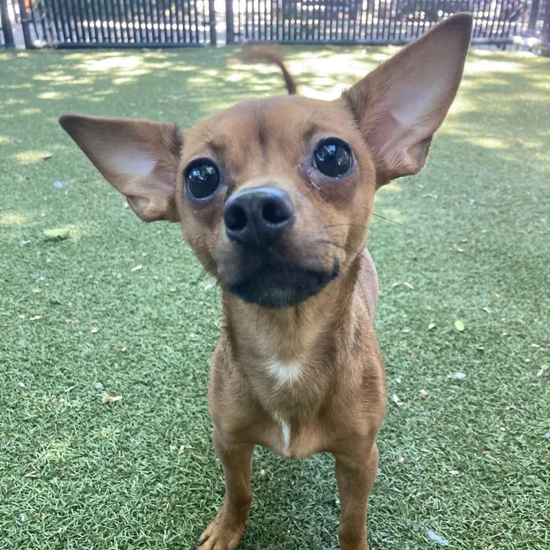 A young small-sized female Brown / Chocolate Chihuahua dog named Nikki for adoption in Providence, RI