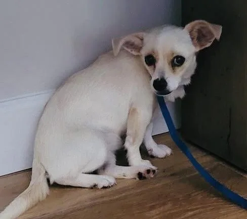 A baby small-sized female Chihuahua dog named Fergie for adoption in Cumming, GA