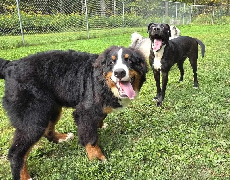 Quiche Lorraine thumbnail 2