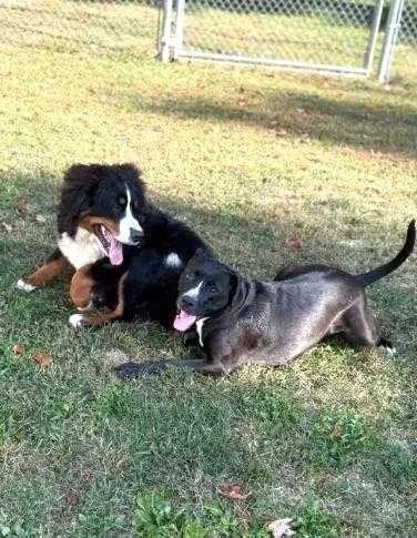 Quiche Lorraine thumbnail 3