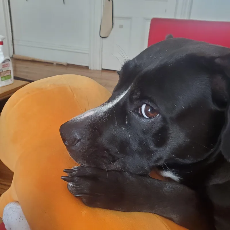 Quiche Lorraine thumbnail 4