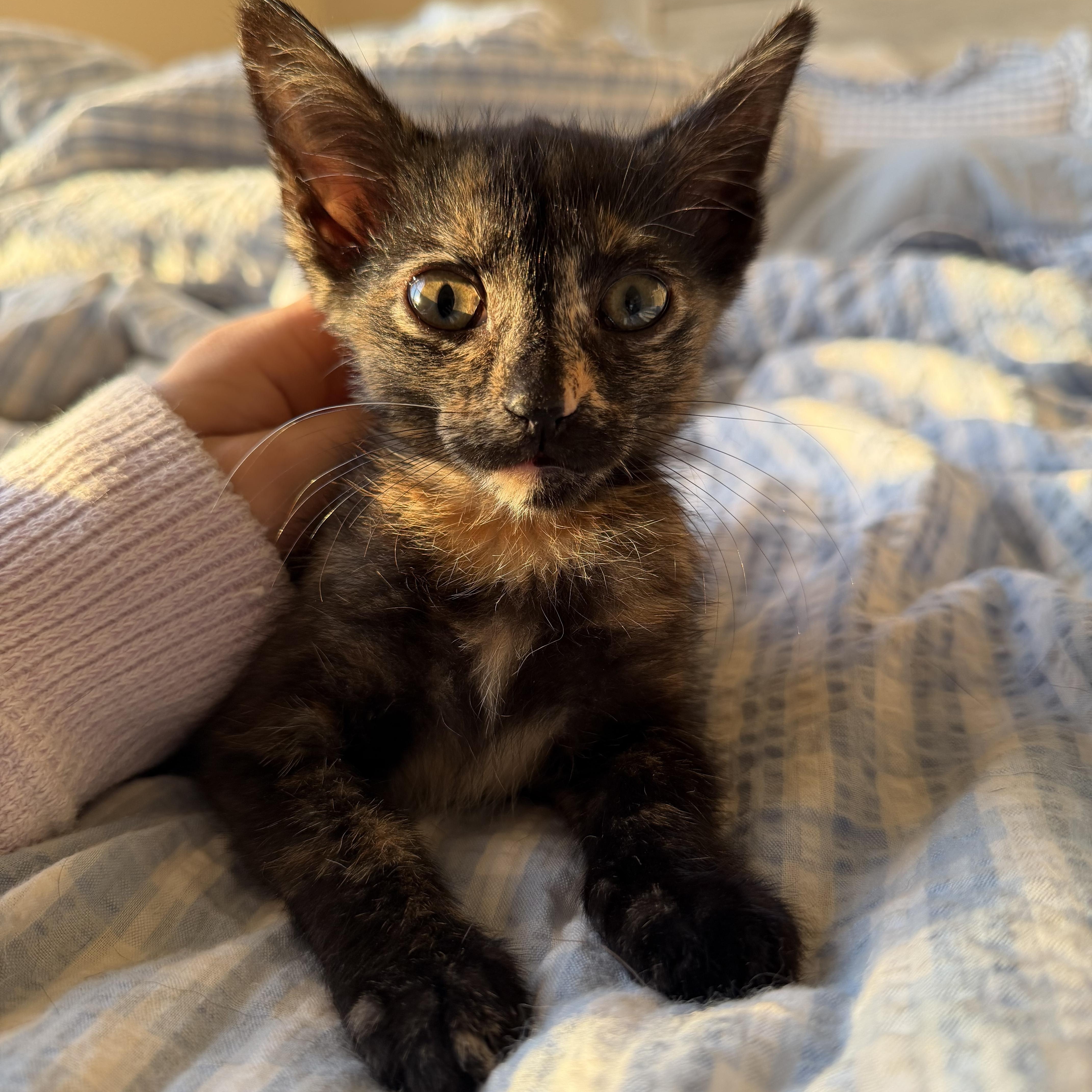 A baby medium-sized female Tortoiseshell Domestic Short Hair cat named Indie for adoption in jacksonville, FL
