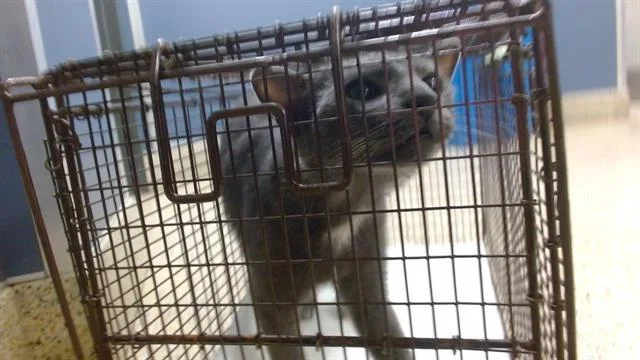 A young small-sized male Domestic Short Hair cat named Luna for adoption in Miami, FL
