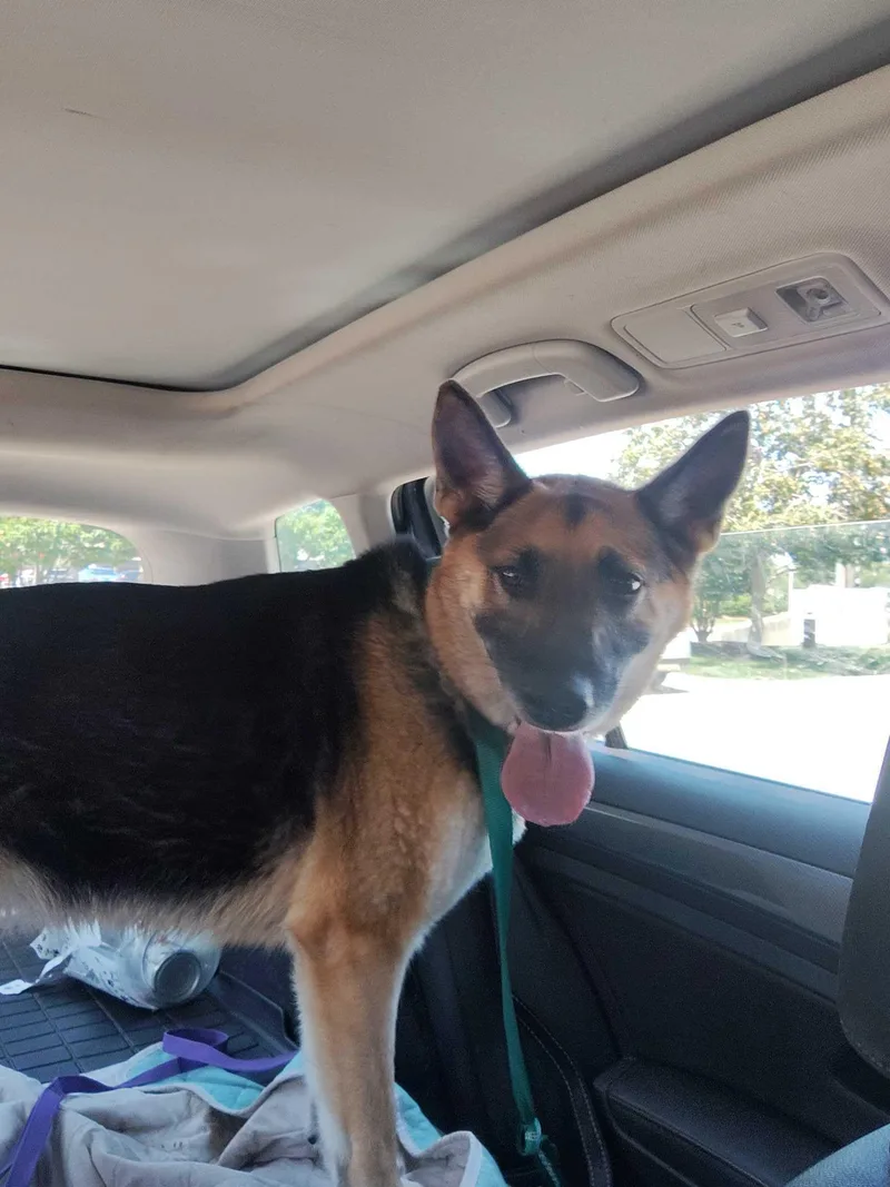 A young medium-sized female German Shepherd Dog dog named Zora for adoption in Addison, IL