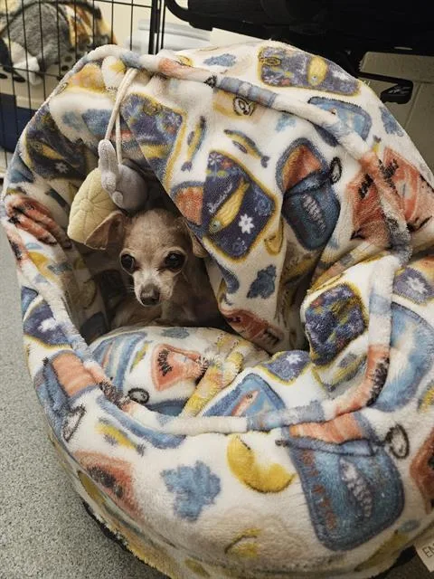 Dobby