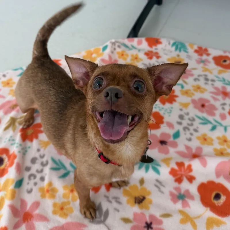 An adult small-sized female Golden Yorkshire Terrier dog named Croissant for adoption in Warwick, RI