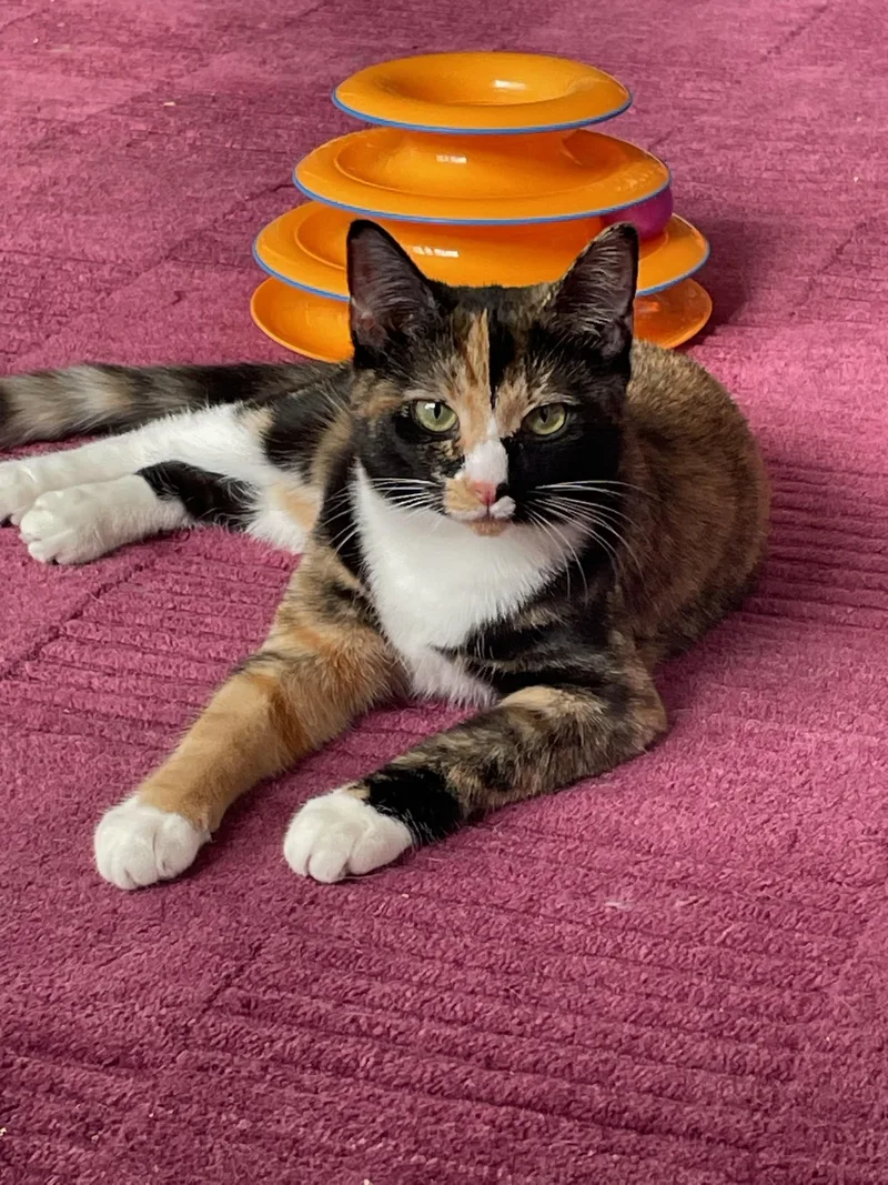 A young medium-sized female American Shorthair cat named Bora And Zephyr for adoption in Brooklyn, NY