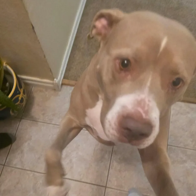 An adult large-sized male Yellow / Tan / Blond / Fawn Pit Bull Terrier dog named Francis for adoption in Oklahoma City, OK