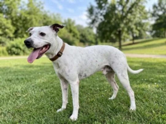 A young medium-sized male Pit Bull Terrier dog named Boomer for adoption in San Pedro, CA