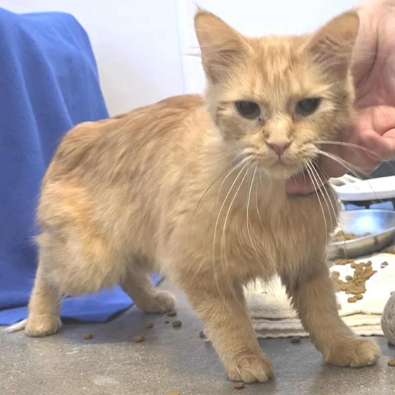 An adult medium-sized female Orange / Red Domestic Medium Hair cat named Capstar for adoption in Fort Wayne, IN