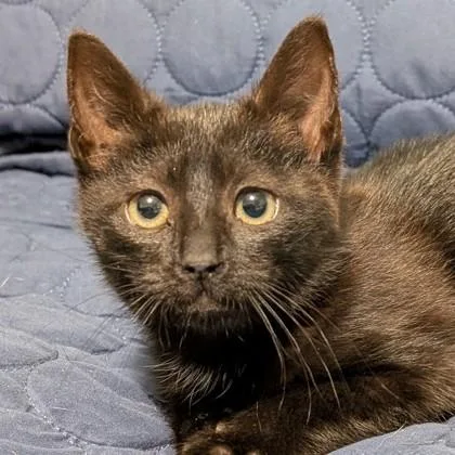 Madame Ophelia Nightbean